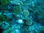 More corals