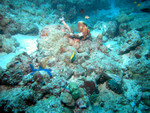 Yellow fish