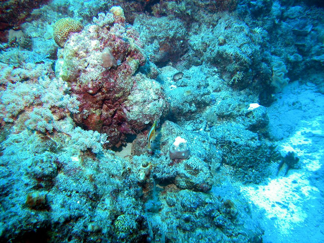 Find Nemo!