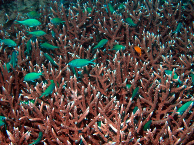 Bluegreen damsels in staghorn