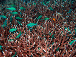 Bluegreen damsels in staghorn