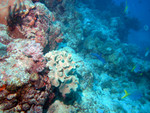 Elephant ear coral