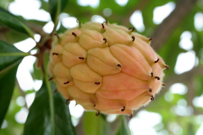 FunnyTreeFlower.jpg