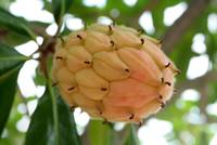 FunnyTreeFlower.jpg