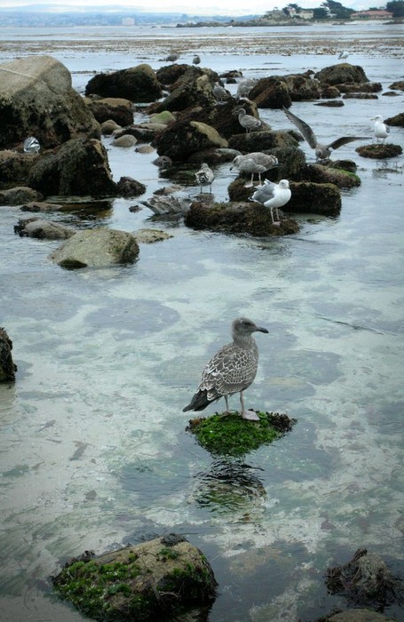 BirdiesInTheBay.jpg