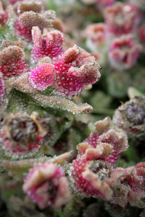 BubblyFlowers1.jpg