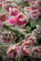 BubblyFlowers1.jpg