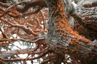 OrangeAlgaeOnCypress1.jpg