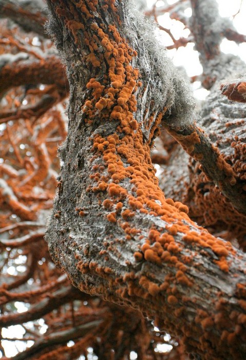 OrangeAlgaeOnCypress2.jpg