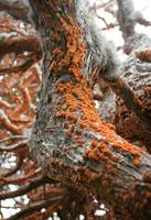 OrangeAlgaeOnCypress2.jpg