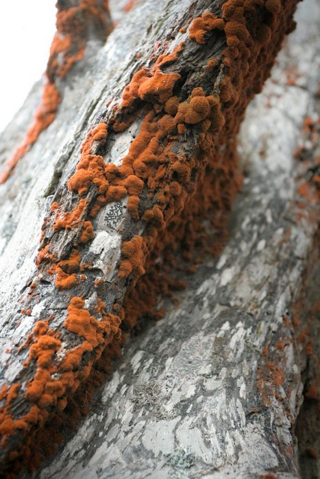 OrangeAlgaeOnCypress3.jpg