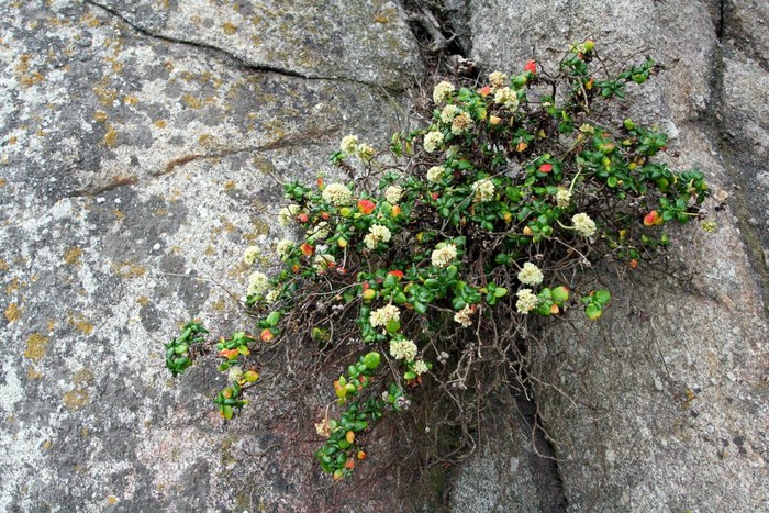 StubbornFlowers.jpg
