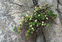 StubbornFlowers.jpg