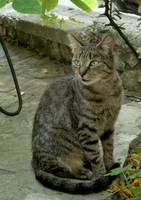 LocalKitty.jpg