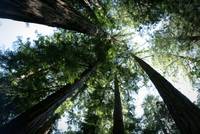 LookingToTreetops.jpg
