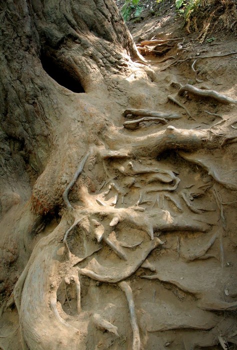 TreeRoots.jpg
