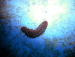 Some sort of sea cucumber