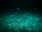 Yellowtails