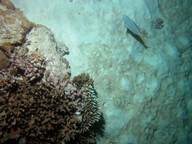 Another yellowtail