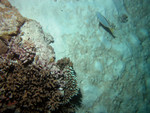 Another yellowtail