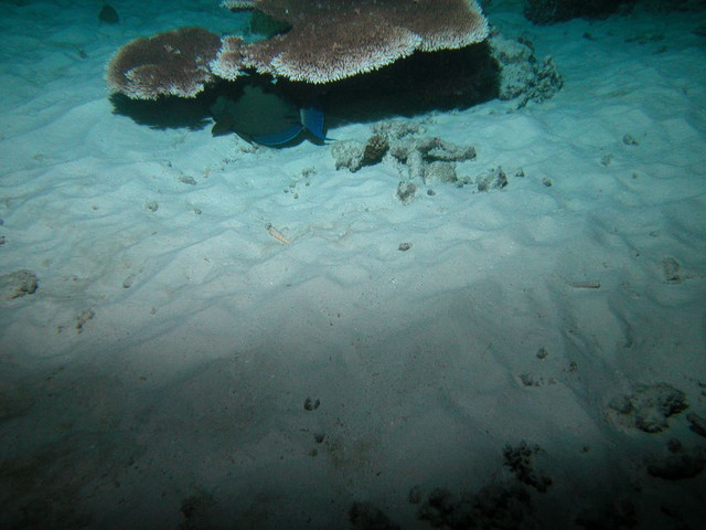 Shy fish
