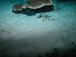 Shy fish