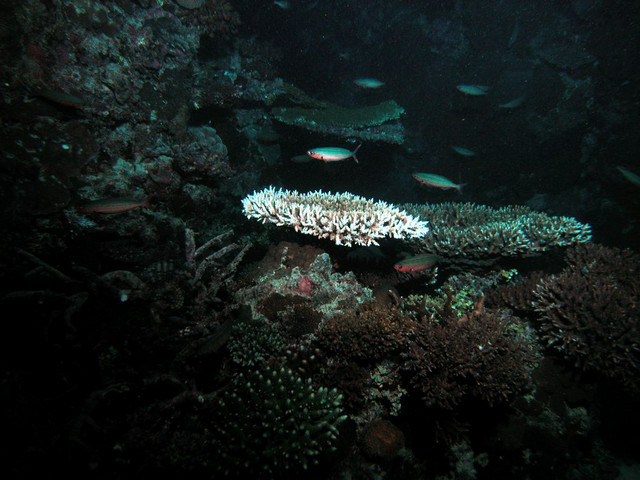 Various corals