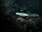 Various corals