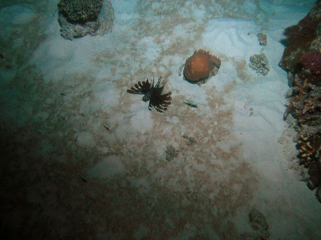 Fluffy the lionfish