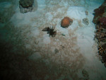Fluffy the lionfish