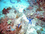 Starfish