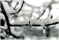 BranchSnow.jpg