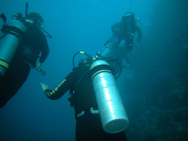 The sea is teeming with life