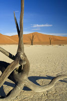 Highlight for Album: Sossusvlei
