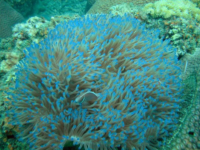 Fish in hiding