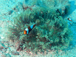 Anemonefish