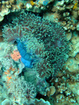 YAA (Yet another Anemone)