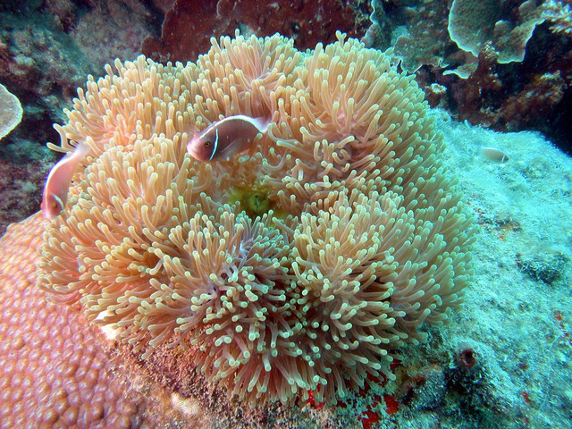 More pink anemonefish