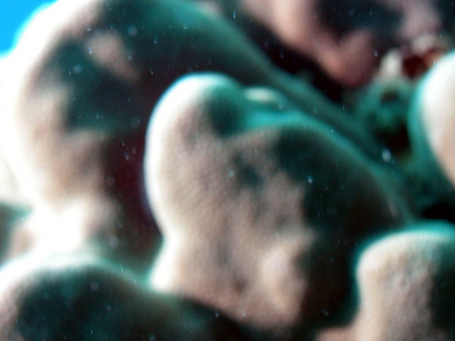 Blurry Coral