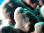 Blurry Coral