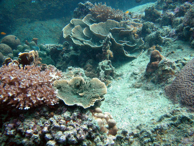 Coral bottomscape