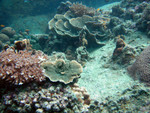 Coral bottomscape