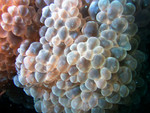Highlight for Album: Corals