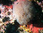 More Bubble Coral