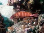 Rock cod