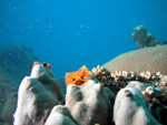 Christmas Tree Worm