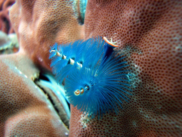 Christmas Tree Worm