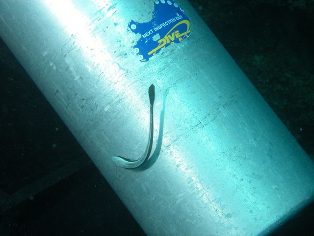 Suckerfish