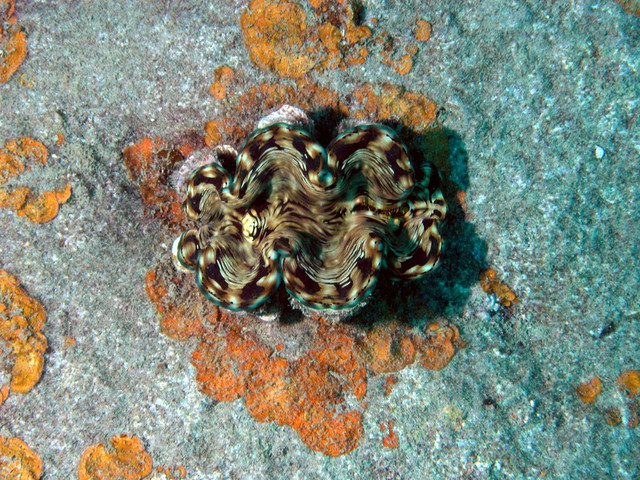 Giant clam