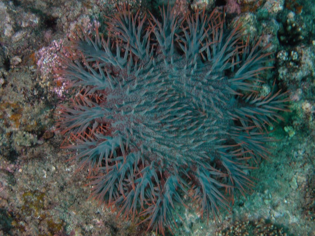 Crown of thorns